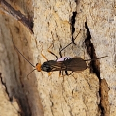 Callibracon sp. (genus) (A White Flank Black Braconid Wasp) at Block 402 - 27 Jan 2022 by trevorpreston