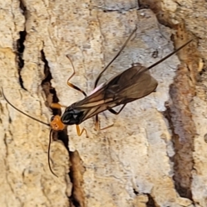 Callibracon sp. (genus) at Molonglo Valley, ACT - 27 Jan 2022 04:09 PM