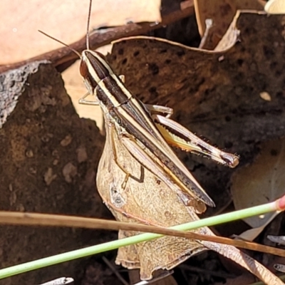 Macrotona australis (Common Macrotona Grasshopper) at Block 402 - 27 Jan 2022 by trevorpreston