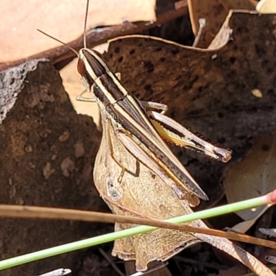 Macrotona australis (Common Macrotona Grasshopper) at Piney Ridge - 27 Jan 2022 by trevorpreston