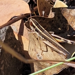 Macrotona australis at Molonglo Valley, ACT - 27 Jan 2022