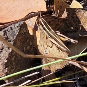 Macrotona australis at Molonglo Valley, ACT - 27 Jan 2022