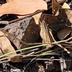 Macrotona australis at Molonglo Valley, ACT - 27 Jan 2022