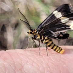 Nyctemera amicus (Senecio or Magpie moth) at Molonglo Valley, ACT - 27 Jan 2022 by tpreston