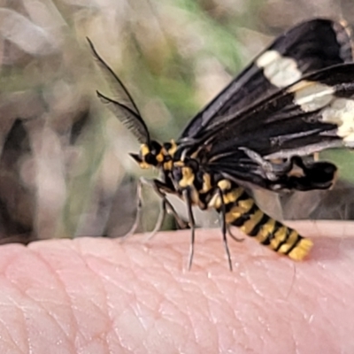 Nyctemera amicus (Senecio Moth, Magpie Moth, Cineraria Moth) at Denman Prospect 2 Estate Deferred Area (Block 12) - 27 Jan 2022 by tpreston