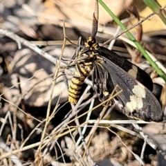 Nyctemera amicus at Molonglo Valley, ACT - 27 Jan 2022