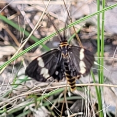 Nyctemera amicus at Molonglo Valley, ACT - 27 Jan 2022 03:59 PM