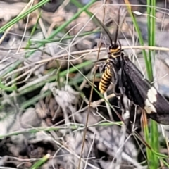 Nyctemera amicus at Molonglo Valley, ACT - 27 Jan 2022