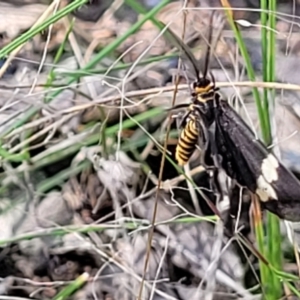 Nyctemera amicus at Molonglo Valley, ACT - 27 Jan 2022