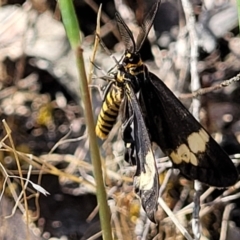 Nyctemera amicus at Molonglo Valley, ACT - 27 Jan 2022