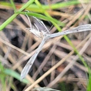 Platyptilia celidotus at Molonglo Valley, ACT - 27 Jan 2022 03:54 PM