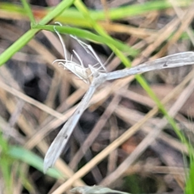 Platyptilia celidotus (Plume Moth) at Piney Ridge - 27 Jan 2022 by tpreston