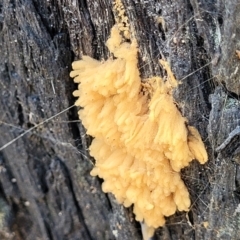 Arcyria sp. (genus) (A slime mould) at Block 402 - 27 Jan 2022 by trevorpreston