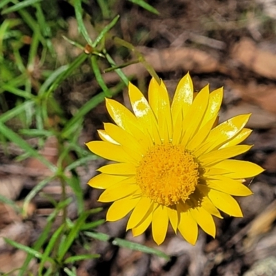 Xerochrysum viscosum (Sticky Everlasting) at Denman Prospect 2 Estate Deferred Area (Block 12) - 27 Jan 2022 by tpreston