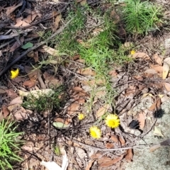 Xerochrysum viscosum at Molonglo Valley, ACT - 27 Jan 2022