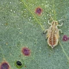 Psyllidae sp. (family) (Unidentified psyllid or lerp insect) at Piney Ridge - 27 Jan 2022 by tpreston