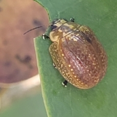 Paropsisterna decolorata (A Eucalyptus leaf beetle) at Block 402 - 27 Jan 2022 by trevorpreston