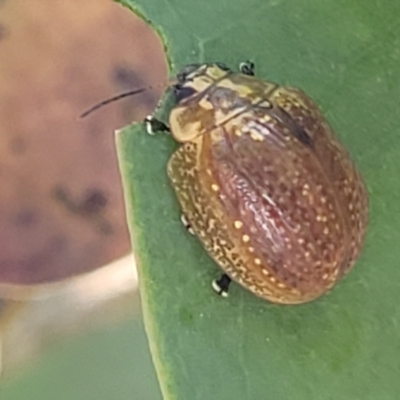 Paropsisterna decolorata (A Eucalyptus leaf beetle) at Piney Ridge - 27 Jan 2022 by tpreston