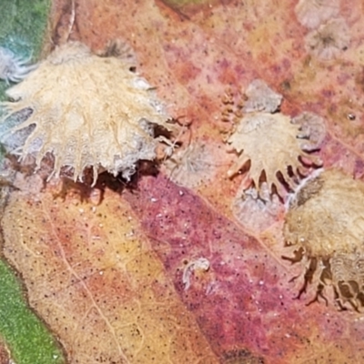 Cardiaspina sp. (genus) (Lace or Basket lerp) at Denman Prospect 2 Estate Deferred Area (Block 12) - 27 Jan 2022 by tpreston