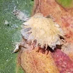 Cardiaspina sp. (genus) at Molonglo Valley, ACT - 27 Jan 2022