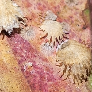 Cardiaspina sp. (genus) at Molonglo Valley, ACT - 27 Jan 2022