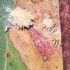Cardiaspina sp. (genus) at Molonglo Valley, ACT - 27 Jan 2022