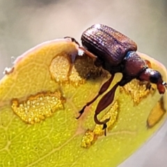 Euops sp. (genus) (A leaf-rolling weevil) at Block 402 - 27 Jan 2022 by trevorpreston