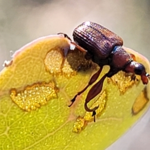Unidentified Weevil (Curculionoidea) (TBC) at suppressed by tpreston