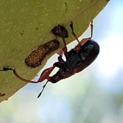 Euops sp. (genus) at Molonglo Valley, ACT - 27 Jan 2022