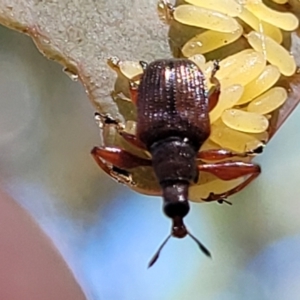 Euops sp. (genus) at Molonglo Valley, ACT - 27 Jan 2022