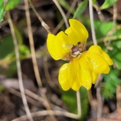 Goodenia hederacea subsp. hederacea (Ivy Goodenia, Forest Goodenia) at Block 402 - 27 Jan 2022 by trevorpreston