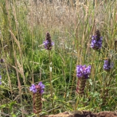 Prunella vulgaris at Paddys River, ACT - 27 Jan 2022