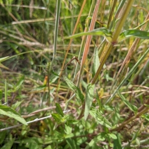 Prunella vulgaris at Paddys River, ACT - 27 Jan 2022
