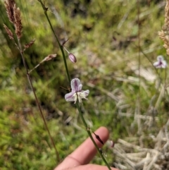Arthropodium milleflorum (Vanilla Lily) at Gibraltar Pines - 26 Jan 2022 by WalterEgo