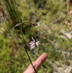 Arthropodium milleflorum at Paddys River, ACT - 27 Jan 2022