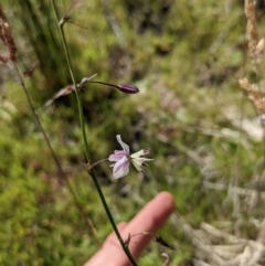 Arthropodium milleflorum at Paddys River, ACT - 27 Jan 2022