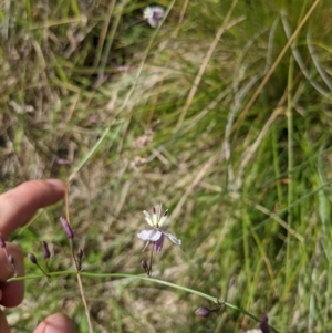 Arthropodium milleflorum at Paddys River, ACT - 27 Jan 2022