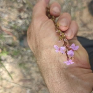 Stylidium graminifolium at Paddys River, ACT - 27 Jan 2022