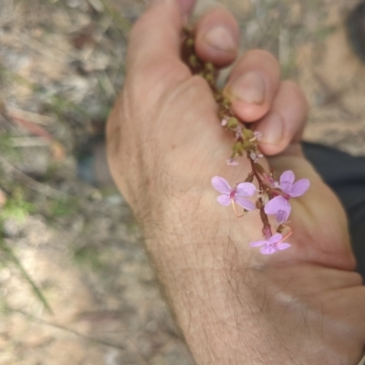 Stylidium graminifolium (Grass Triggerplant) at Paddys River, ACT - 26 Jan 2022 by WalterEgo