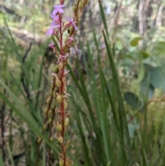 Stylidium graminifolium at Paddys River, ACT - 27 Jan 2022