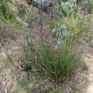 Stylidium graminifolium at Paddys River, ACT - 27 Jan 2022