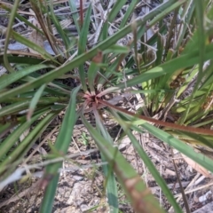 Stylidium graminifolium at Paddys River, ACT - 27 Jan 2022