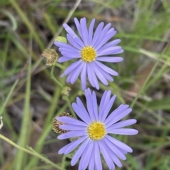 Brachyscome rigidula (Hairy Cut-leaf Daisy) at Flea Bog Flat, Bruce - 27 Jan 2022 by JVR