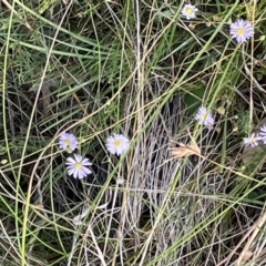 Brachyscome rigidula at Bruce, ACT - 27 Jan 2022 06:13 PM