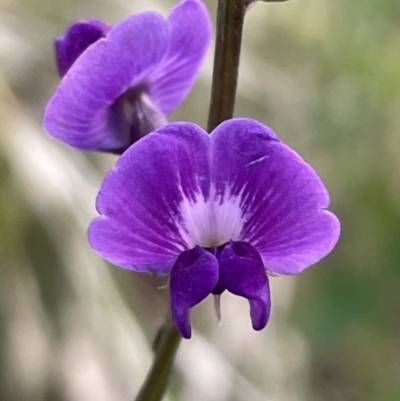 Glycine tabacina (Variable Glycine) at Bruce Ridge to Gossan Hill - 27 Jan 2022 by JVR