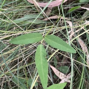 Glycine tabacina at Bruce, ACT - 27 Jan 2022