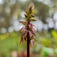 Corunastylis woollsii (Dark Midge Orchid) at Tianjara, NSW - 24 Jan 2022 by RobG1