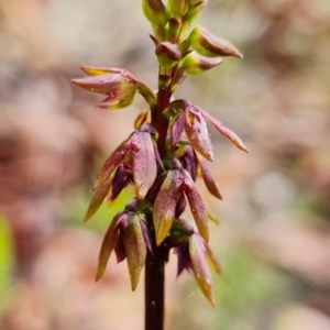 Corunastylis woollsii at Tianjara, NSW - 24 Jan 2022