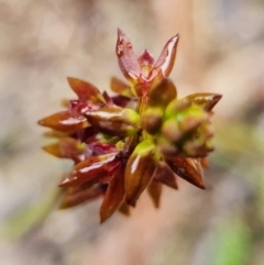 Corunastylis woollsii at Tianjara, NSW - suppressed