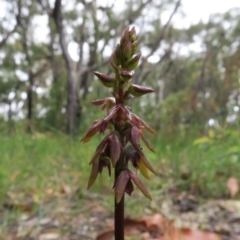 Corunastylis woollsii at Tianjara, NSW - suppressed